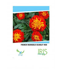 Iris Imported French Marigold Scarlet 20 Seeds